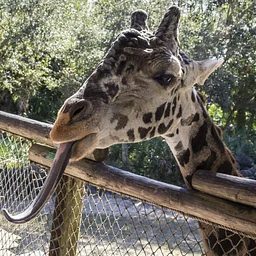 Brevard Zoo
