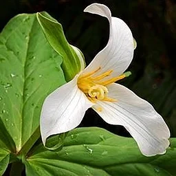 Montana Native Plant Society