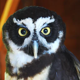 Art Is A Hoot - Adults Sunday 11/1