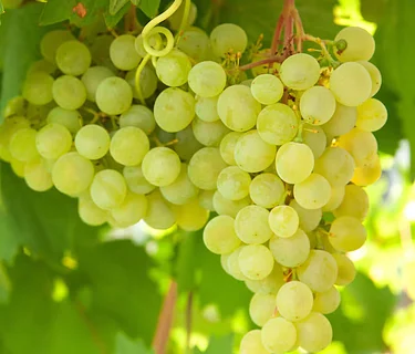 International Viognier Day – 24th April 2026