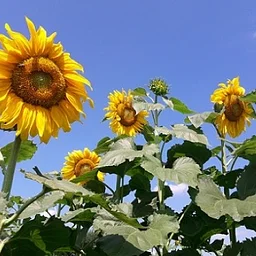 Read & Pick: Sunflower & Flowers