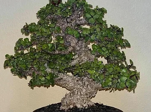 Talk: Bonsai –  Plants & Trees Other Than Pine & Juniper