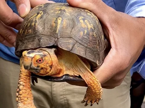 Quogue Wildlife Refuge: Animals – Noon & 1:30