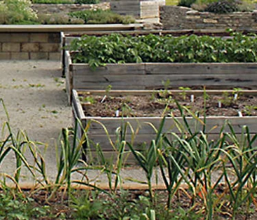 Ecological Vegetable Production