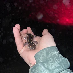Salamander Breeding Grounds