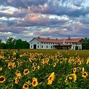 Wind Vineyards at Laurel Grove