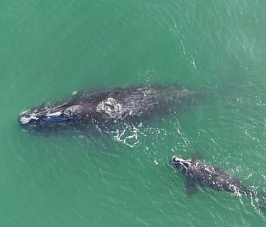 Whales & Dolphins | Six-Week Educational Course
