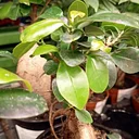 Austin Bonsai Society July Meeting