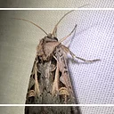July Star Party and Moth Week Observation