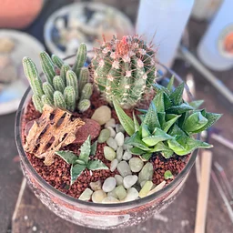 Desert Bowl Workshop