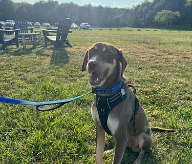 Lighthouse Animal Shelter Dog Adoption Event