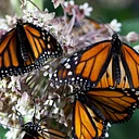 Summer Film Series: Disney Nature Wings of Life
