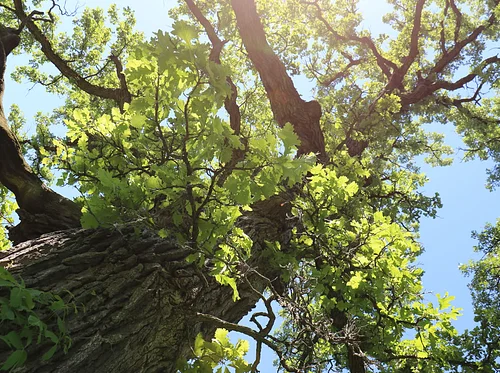 Walk & Talk: Champion Tree Hike