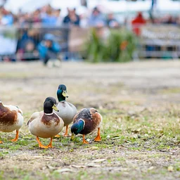 Sheep and Duck Herding Demo