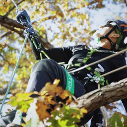 Arborist Training in Colfax, NC