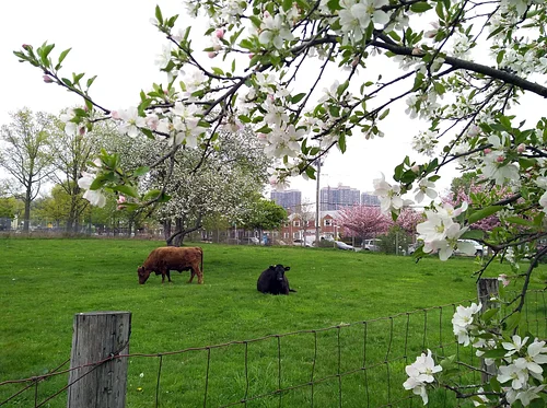 Meet our Animals: Classy Cattle