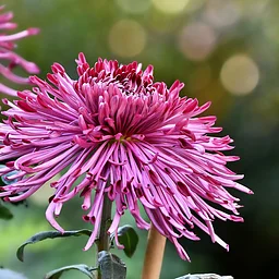 A Festival of Fabulous Mums