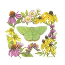 Friday, July 17 - Sunday, July 19, 2026at Tremper Mound Preserve & Shawnee State Park & Forest
