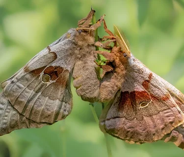 National Moth Week: Evening Mothing!