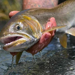 2026 Fly Fishing Film Tour