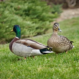 Sunday Funday: Falling In Love with Wildlife