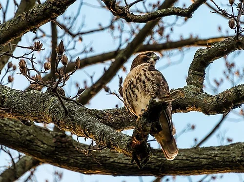 Birding Walk