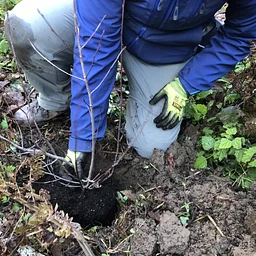 Volunteer Land Tending