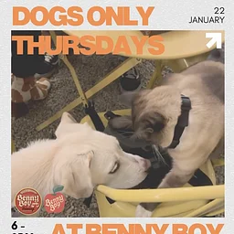 Dogs Only Social Club