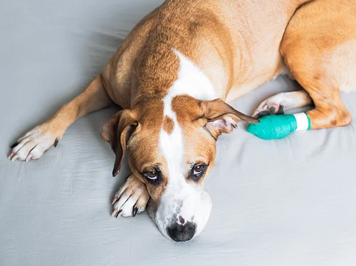 Pet First Aid & CPR (March 2026)