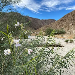 Dead Indian Canyon to the Oasis Hike