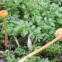 Marvelous Moss Hike