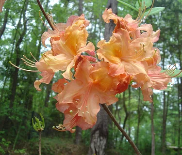 Aromi Azaleas – Bred for Alabama’s Climate