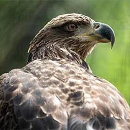 Free Admission for Veterans on Nov. 11
