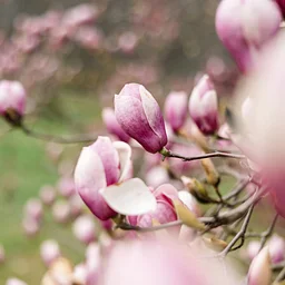 Garden & Estate Insider: Magnolias for Delaware and the Mid-Atlantic States