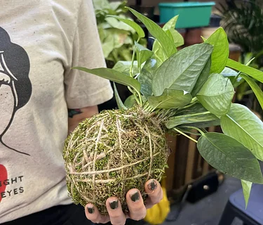 Hapkes Hortum: Kokedama Workshop