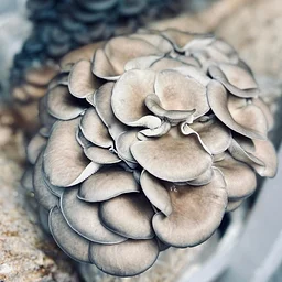 Mushroom Cultivation with Far North Fungi