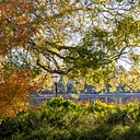 Trees of Our Parks: A Guided Tree Walk