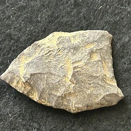 Archaeological Collections at the Marion Natural History Museum