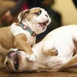 Puppy Socialization (Drop-Off)