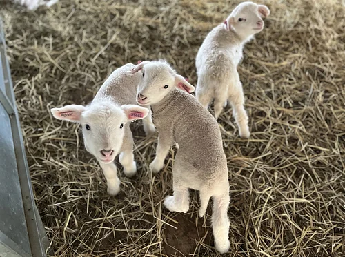 Lambing Barn Tour