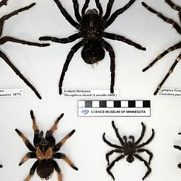 Insider Science Tours: Bats, Bugs and Bones