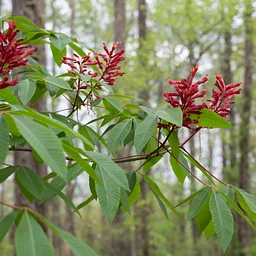 Free Tree ReLeaf