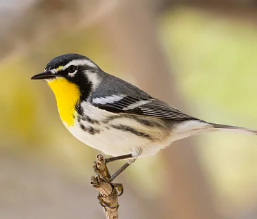 Make it Count for the Birds: Pine Forest Walk 8:30am