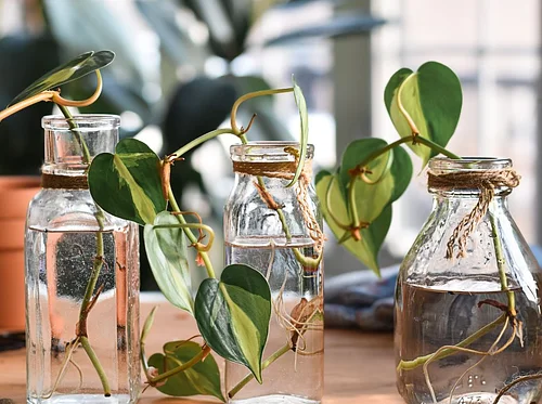 Propagating Plants 101