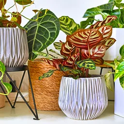 Houseplants 101 Seminar