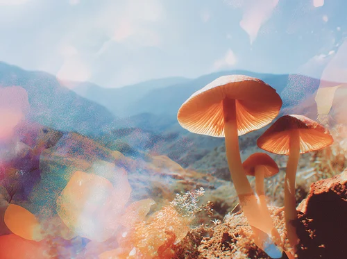 Aspen Psychedelic Symposium