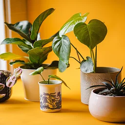 Houseplants 101