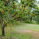 Fruit Trees: Workshop with Master Gardener Caroline Westfall