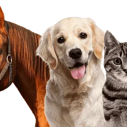 Energy Healing for Pets with Aaron Singleton & Claudia Sanchez