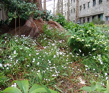 Virtual Lunchtime Tour: Spring Ephemerals